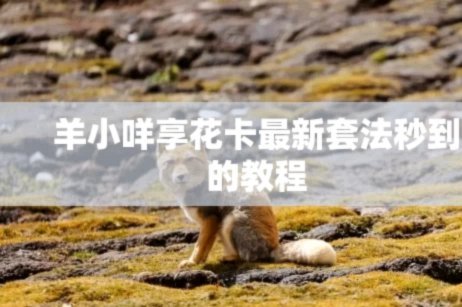 羊小咩为何频频回购？