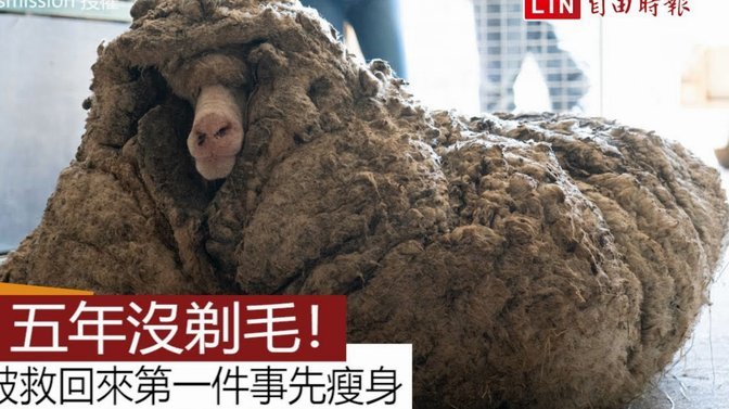 IP价值：羊小咩的变现之道