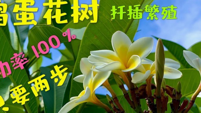 如何巧妙降低花呗手续费