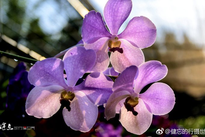 秒花：网络上的幽默新表达