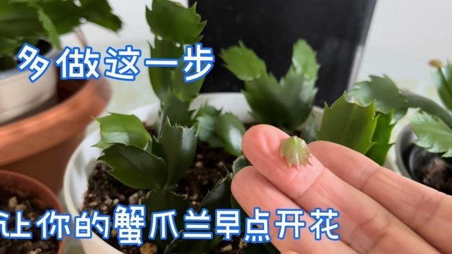 携程拿去花怎么套