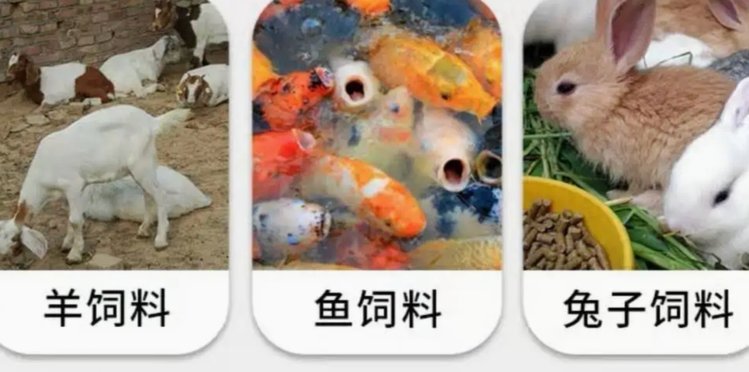 羊小咩购物额度会影响征信吗？