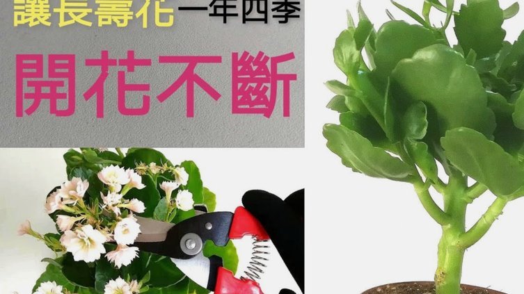 拿去花怎么自己套