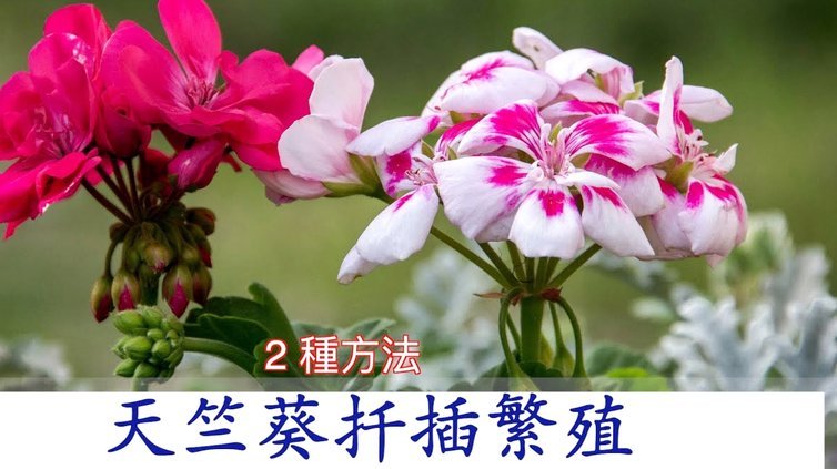 拿去花卡可以提现吗 现在怎么办