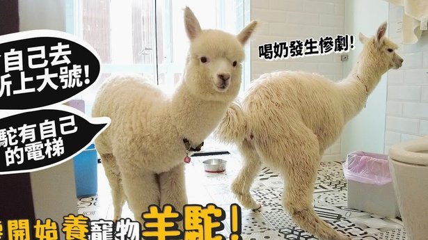 羊小咩购物额度套现技巧揭秘