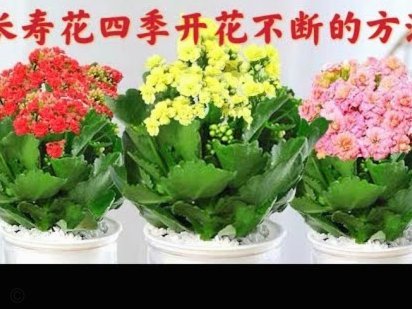 花呗变现商家怎么找
