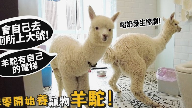 羊小咩额度怎么提现?