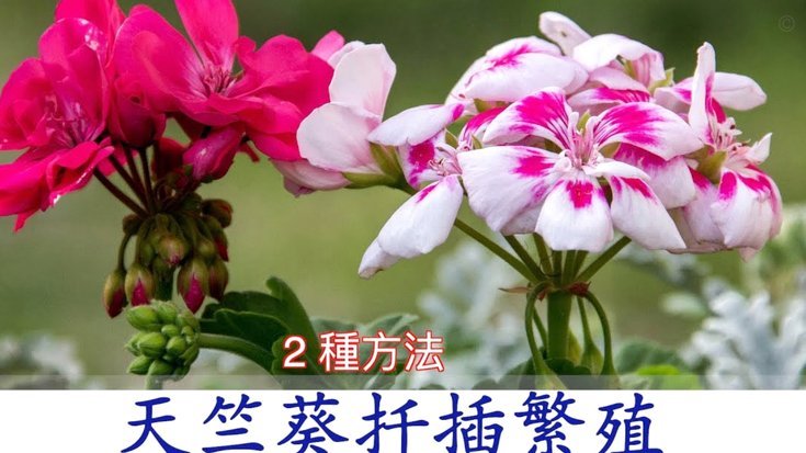 花呗取现什么意思