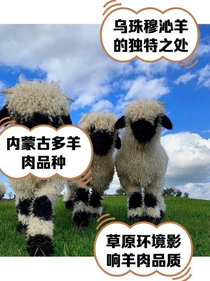 羊羊卡盟