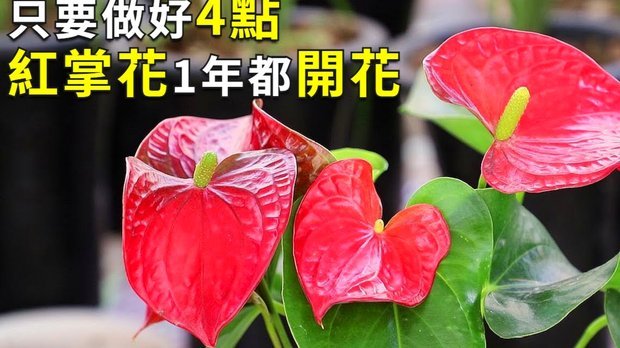 花呗怎么套现金?