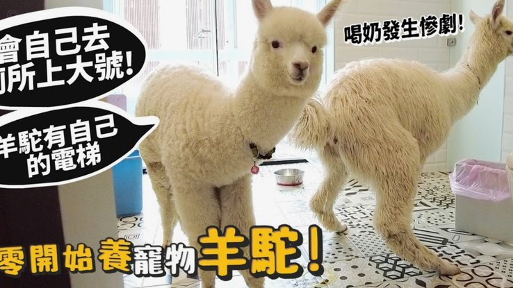 羊小咩便荔卡变现