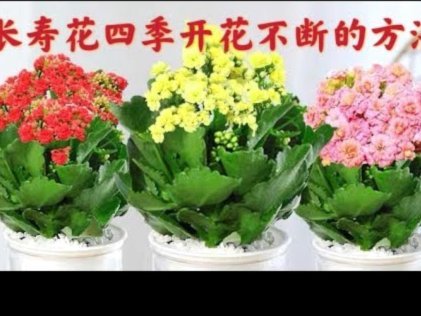 嗨花呗怎么样
