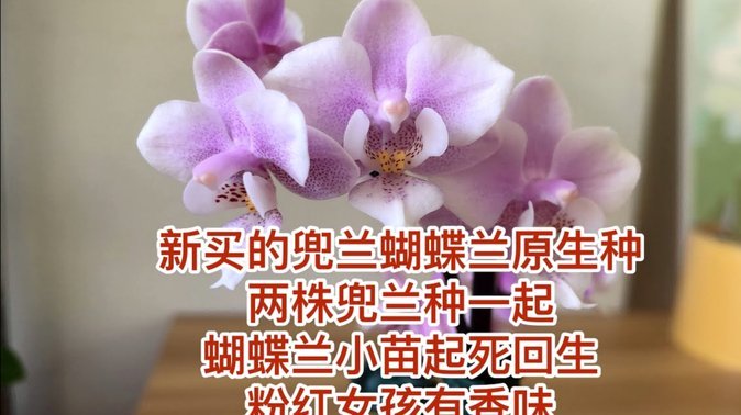 秒用花靠谱吗？这些因素决定
